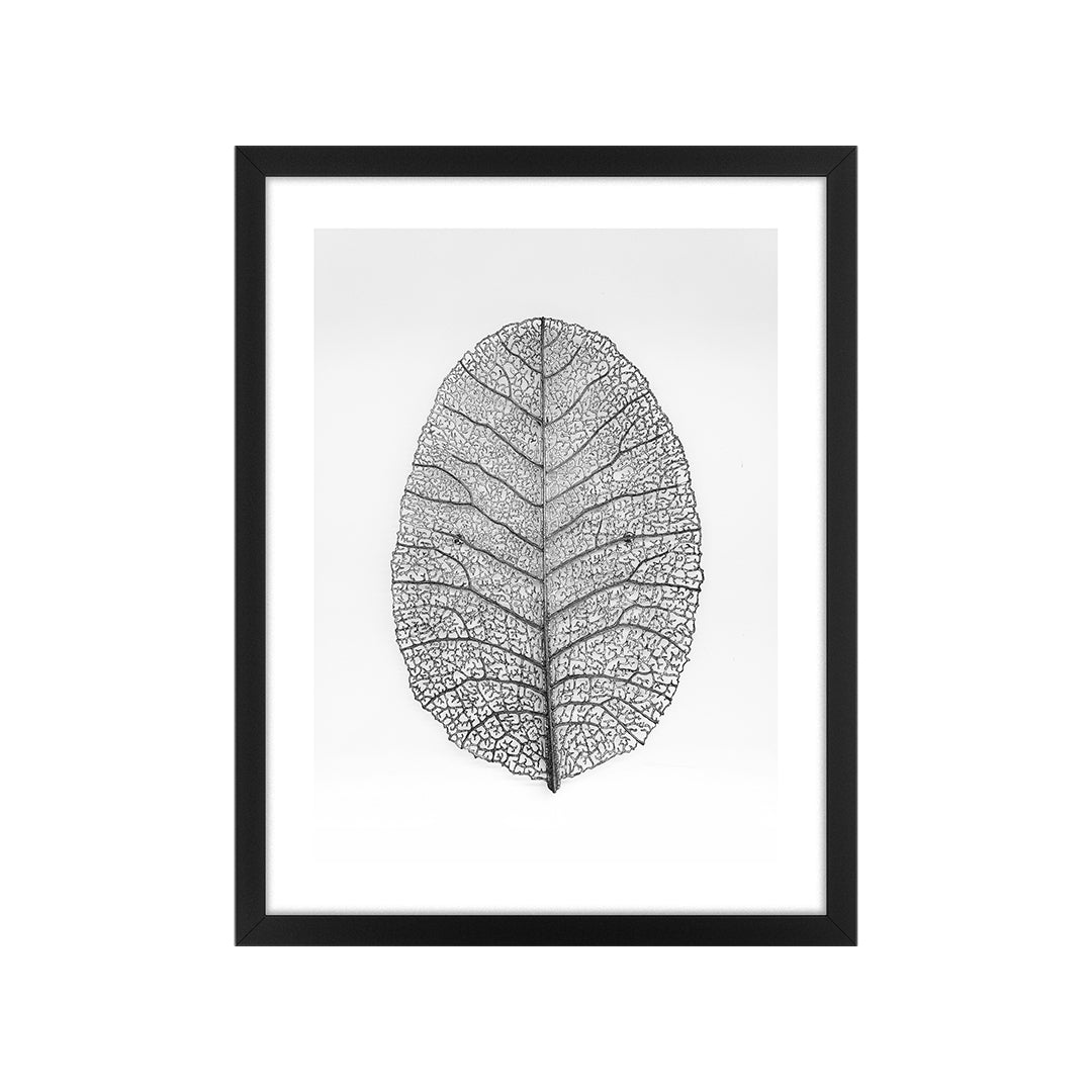 Quadro Folha Preto e Branco Tela Fosca Moldura Preta - Pequeno 32x42cm