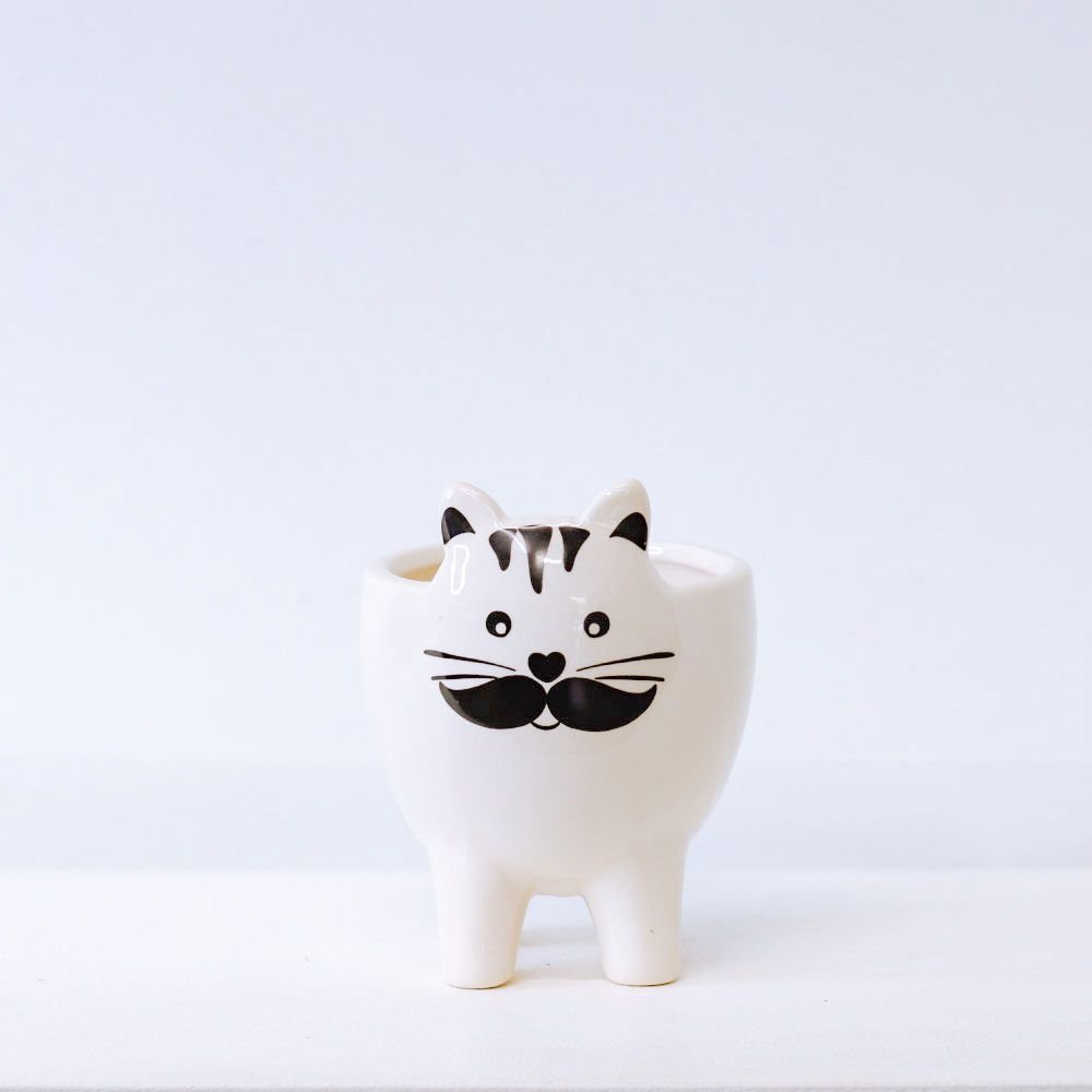 Cachepot Gato Cool - MIni Vaso Decoração