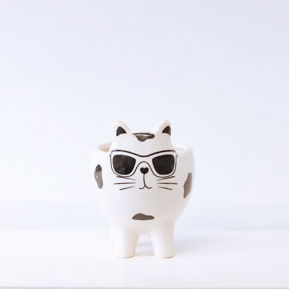 Cachepot Gato Cool - MIni Vaso Decoração