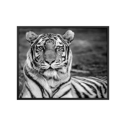 Quadro Tigre Preto e Branco Tela Fosca Moldura Preta - Grande 100x80cm