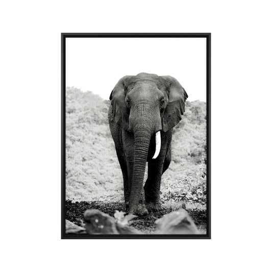 Quadro Elefante com Vidro Moldura 3D Preta - Grande 80x100cm