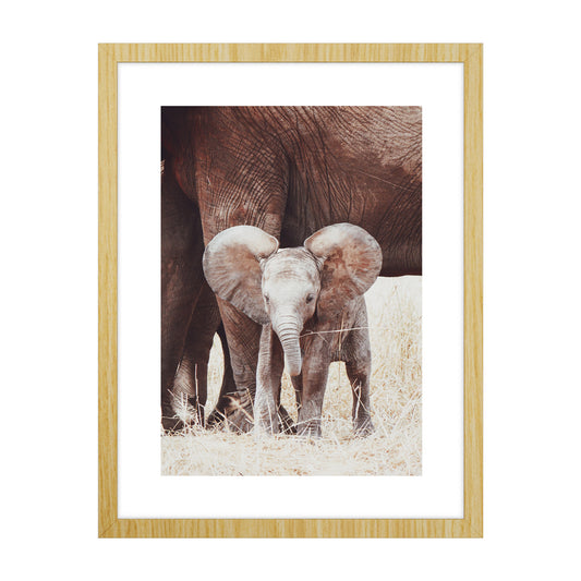 Quadro Filhote de Elefante com Vidro Moldura Amadeirada - Médio 60x90cm