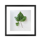 Quadro Botânico Folha Tela Fosca Moldura Preta - Pequeno 30x30cm