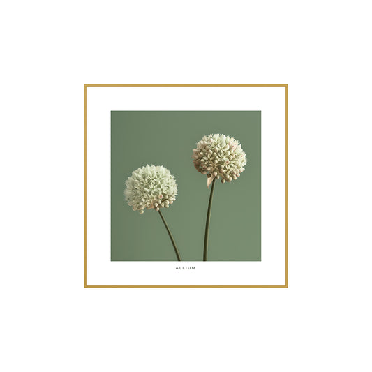 Quadro Flor de Allium Tela Fosca Moldura Amadeirada - Pequeno 40x40cm