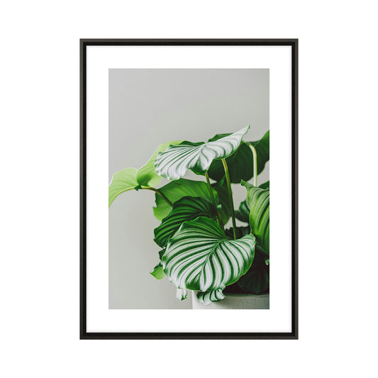 Quadro Vaso de Planta Tela Fosca Moldura 3D Preta - Médio 50x70cm