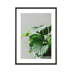Quadro Vaso de Planta com e sem Vidro Moldura 3D Preta - Médio 50x70cm