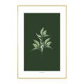 Quadro Planta Murta Tela Fosca Moldura Amadeirada - Médio 40x60cm