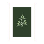 Quadro Planta Murta Tela Fosca Moldura Amadeirada - Médio 40x60cm